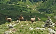 Corno Stella (2620 m) con Montebello, solo, in compagnia degli stambecchi il 22 giugno 2020  - FOTOGALLERY